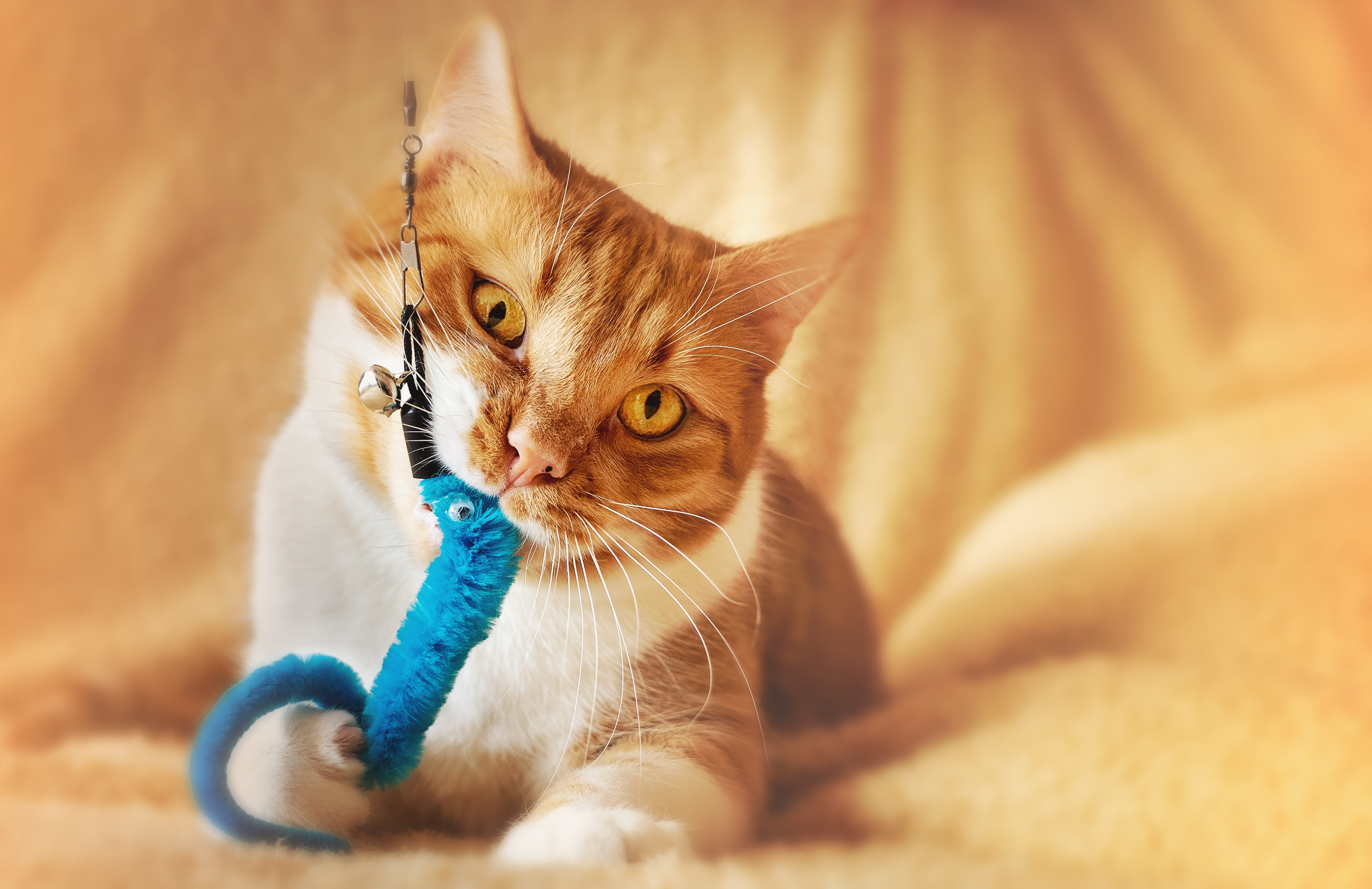 Why is My Cat Afraid of Her Toys: Surprising Reasons Uncovered