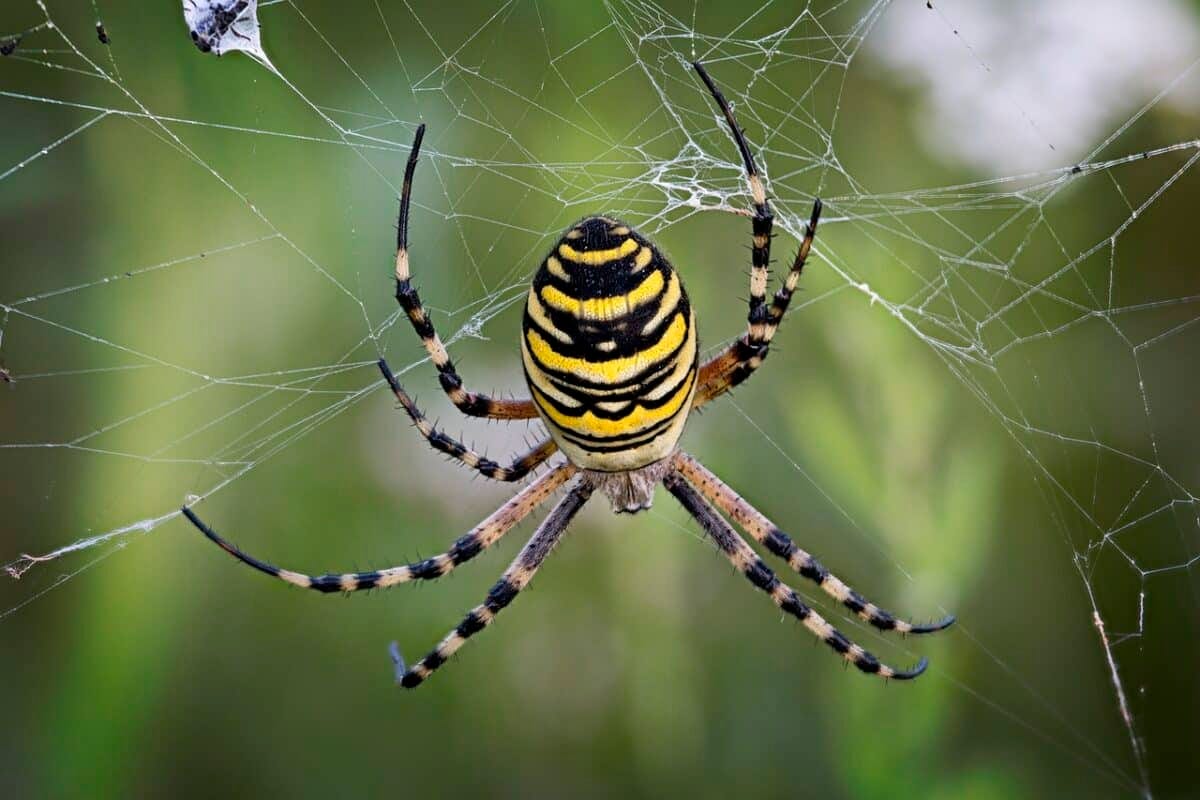 8 Dangerous Florida Spiders | by Animals Around The Globe | Medium, image size:1200x800
