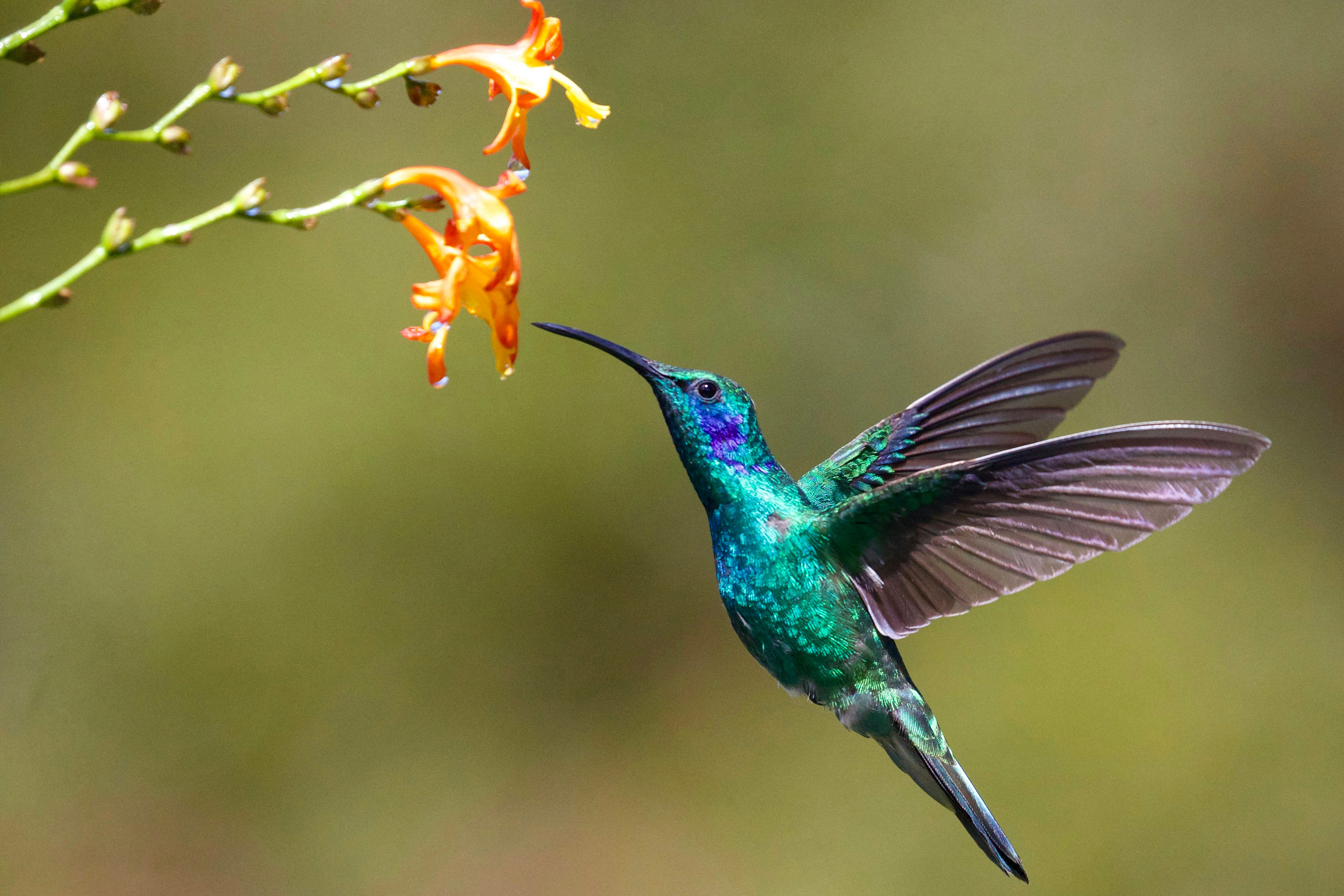 What Does It Mean When You See a Hummingbird: Symbolism Revealed