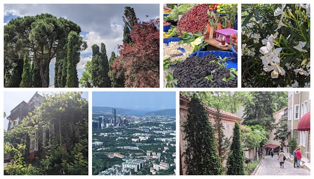 Plants in the City  Istanbul  The European Side | by Polyculture Sara |  Medium