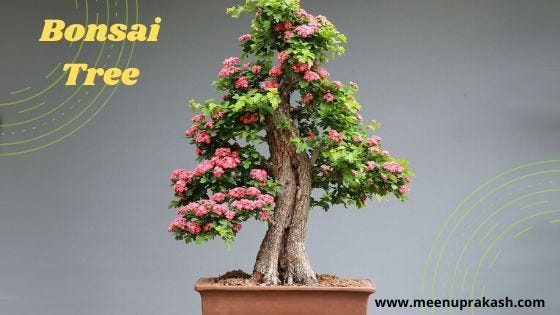 How Long Does A Bonsai Tree Live? | by Meenu | Medium