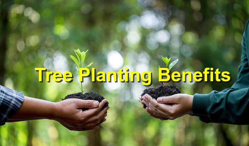 The Benefits of Tree Planting for Your Community | by Winkler Tree and Lawn  Care | Medium
