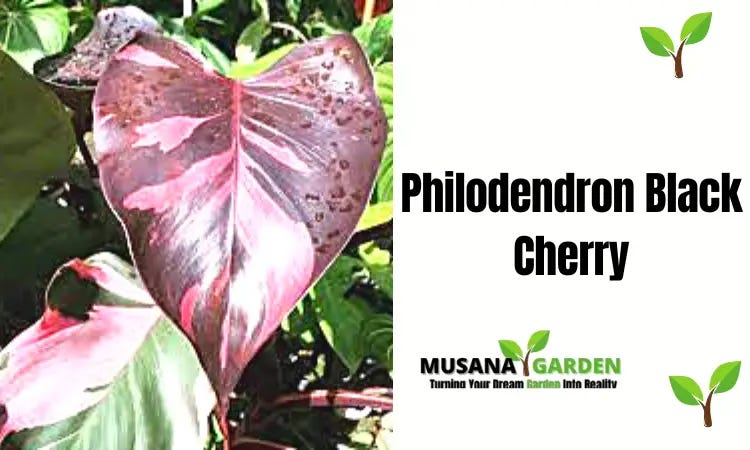 Philodendron Black Cherry Care  2023 Ultimate Guide | by JerryJersey's  Garden | Medium