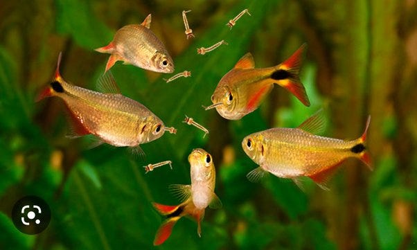 Do Guppies Eat Mosquito Larvae?. Guppies (Poecilia reticulata), those… | by  Richmond Loh | Medium