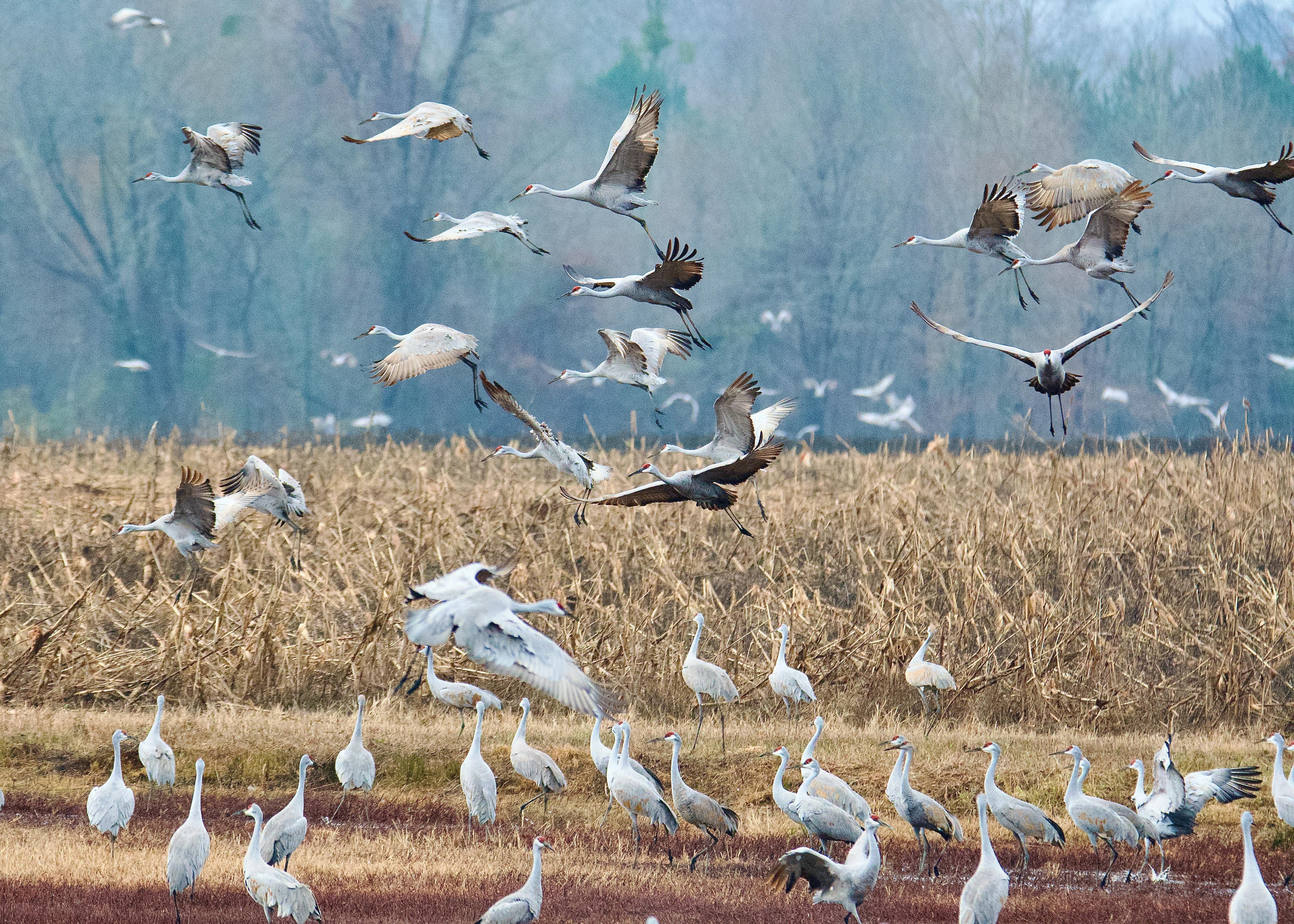 What Does Bird of a Feather Flock Together Mean: Unveiled Truths