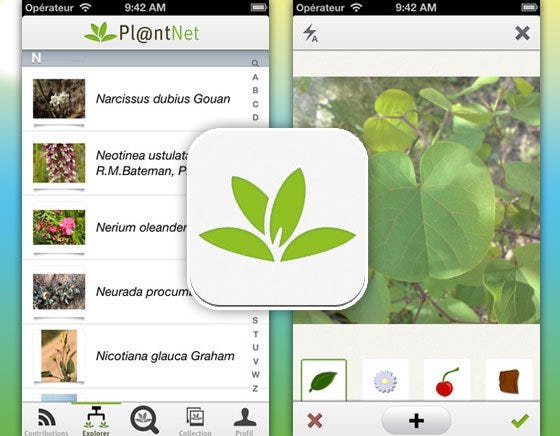 PlantNet and The Importance of User Contribution | by Duygu zbac | Medium