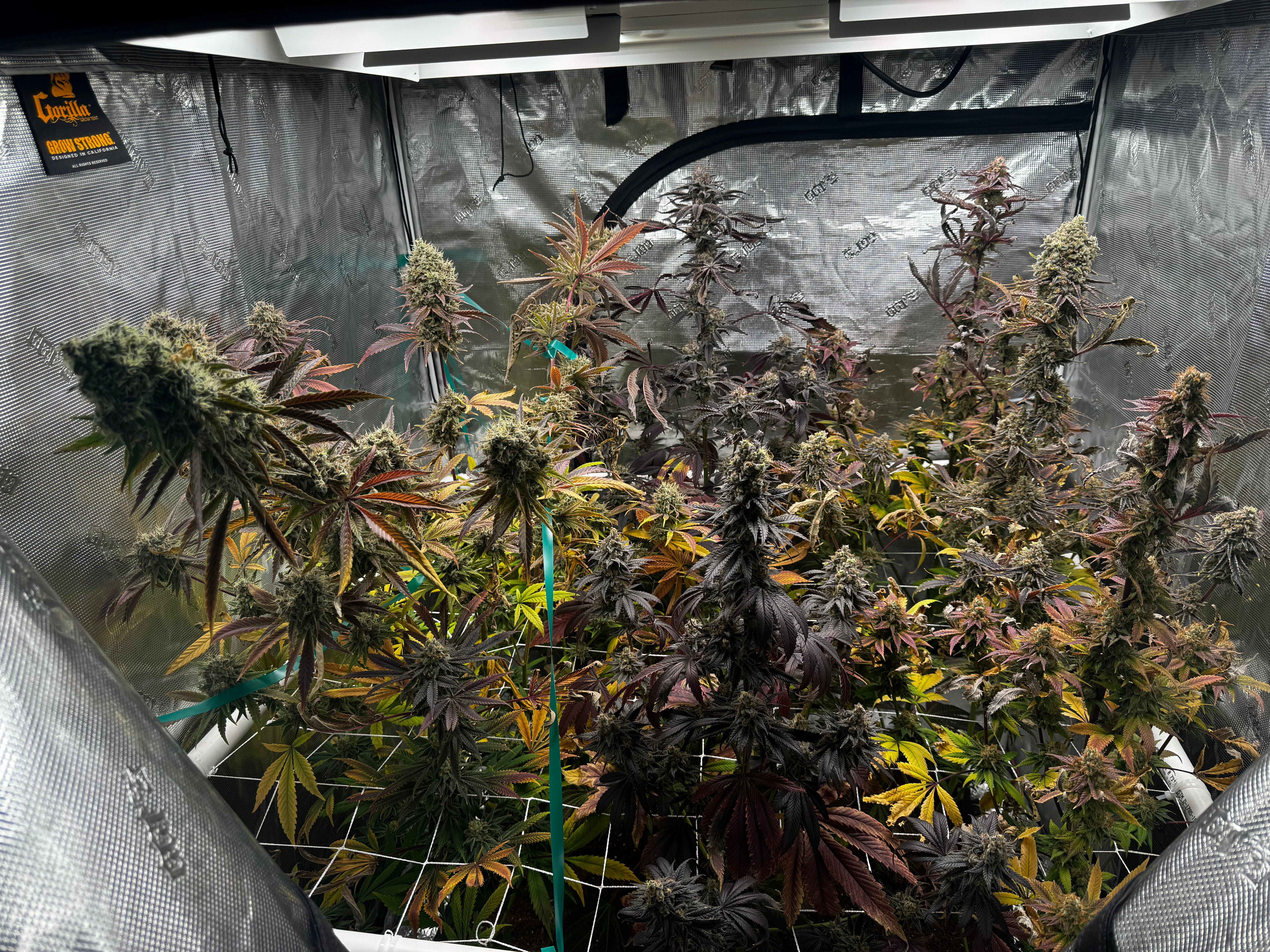 Can you grow multiple strains in the same tent? | by Ben Owens | Medium
