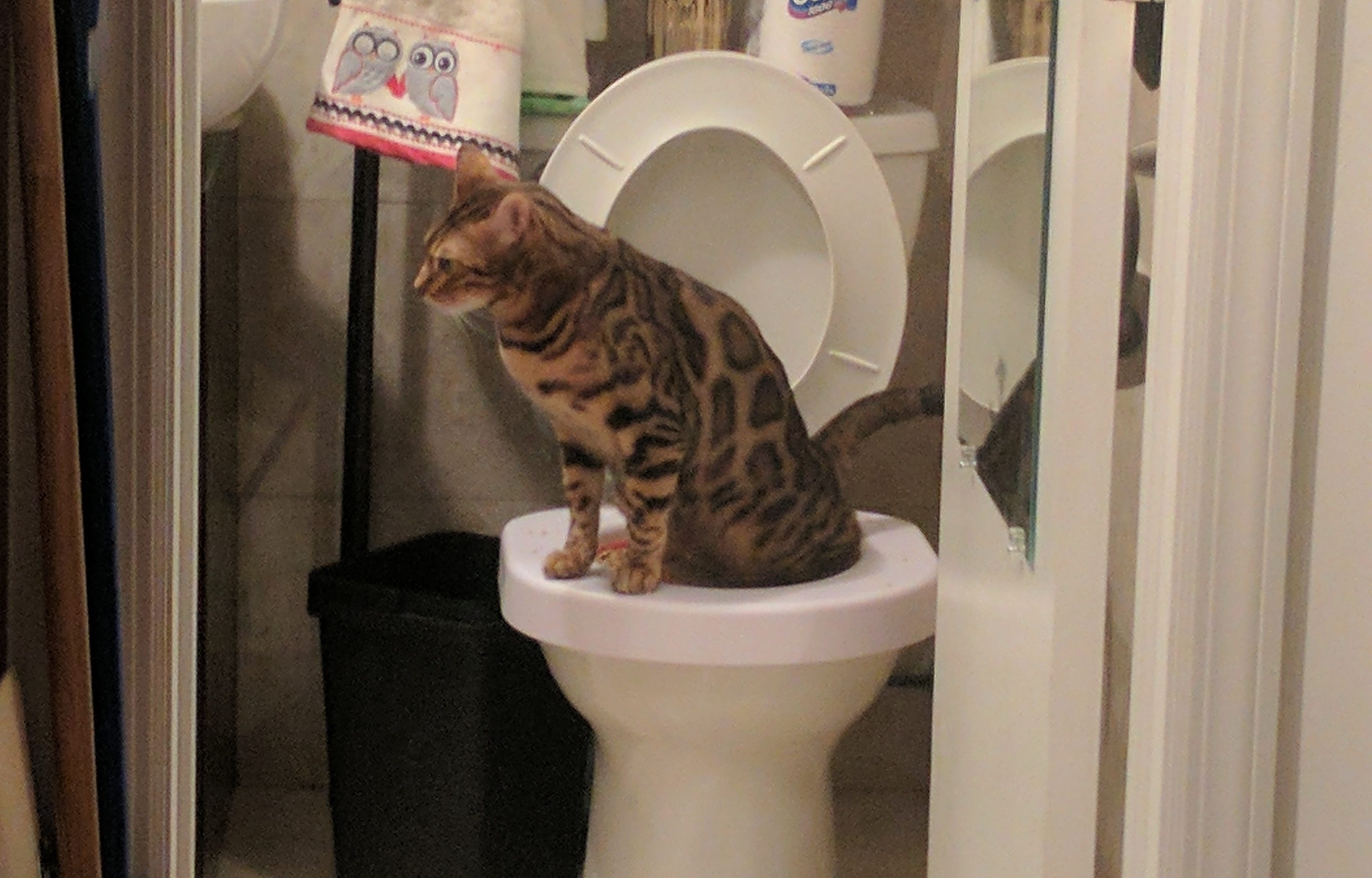 Toilet Trained Cat: Revolutionize Your Pet's Routine