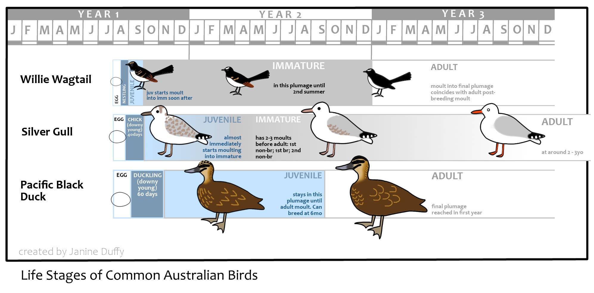 Identifying juvenile/immature birds seen in the field: Part 1. Definitions.  | by Janine Duffy | Medium, image size:1994x984