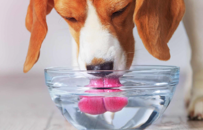 How Dogs Really Drink: The Physics of a Flicking Tongue | by Dianth Xue | Medium How Dogs Really Drink: The Physics of a Flicking Tongue | by Dianth Xue | Medium