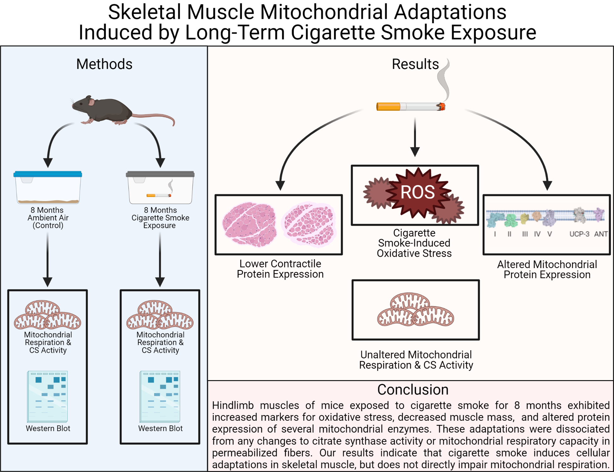 Long-Term Cigarette Smoke Exposure and Skeletal Muscle Mitochondria | by  Stephen Decker