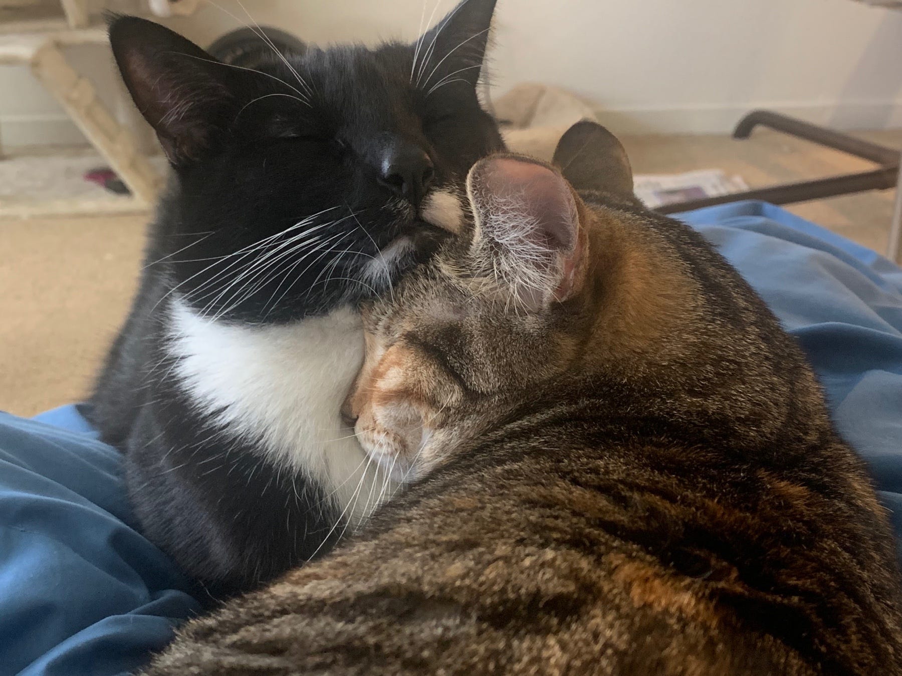 Why Does My Male Cat Groom My Other Male Cat: Surprising Insights