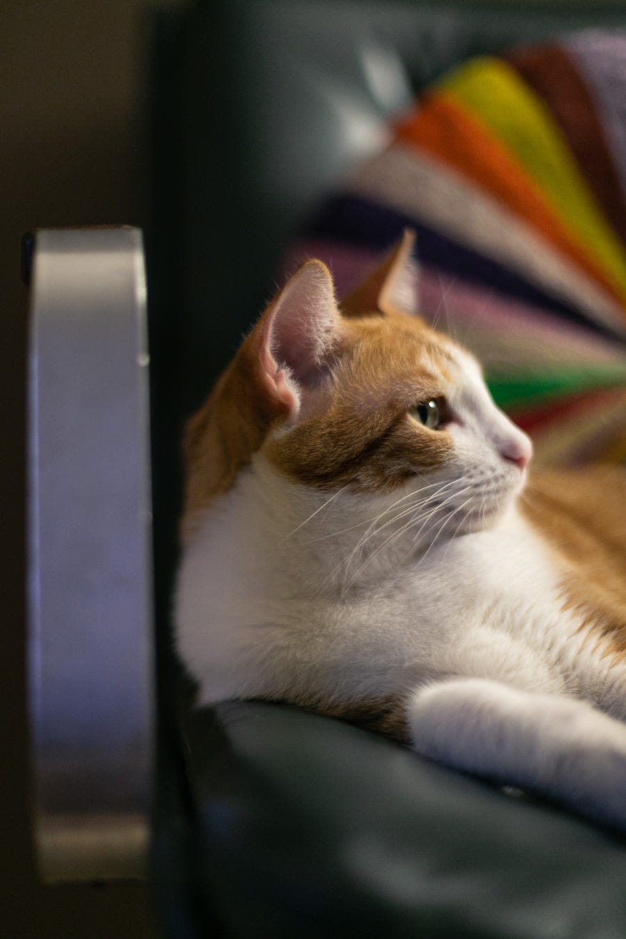 Mão Bonita Desenhou O Triste Desenho Do Coala, Sentada Usando Asas De Anjo,  Parecendo Triste, Com Texto Que Sinto Sua Falta Ilustração Stock -  Ilustração de fofofo, faltar: 169798200, image size:900x1350