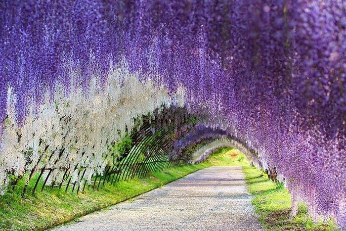 Wisteria Flower Meaning: Unraveling the Secrets of This Enchanting Flower |  by Business Reffer | Medium