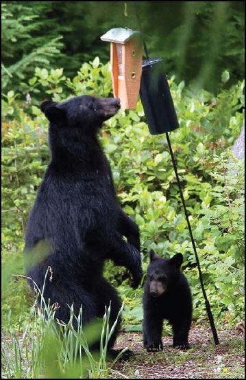 How to Keep Bears Away from Bird Feeders: Effective Tips That Work