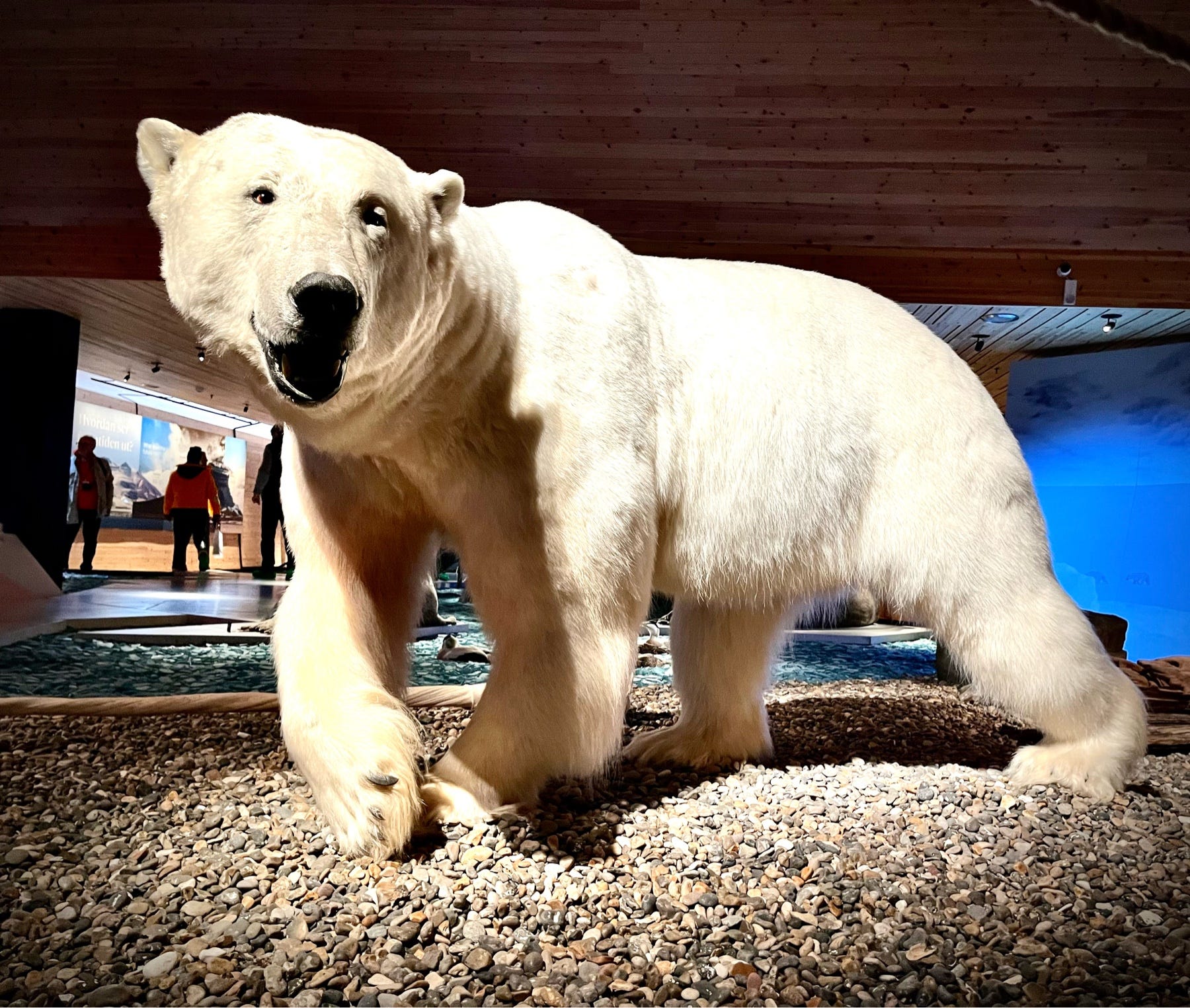 Tracking Polar Bears in the Arctic | by Johnny K. | Globetrotters