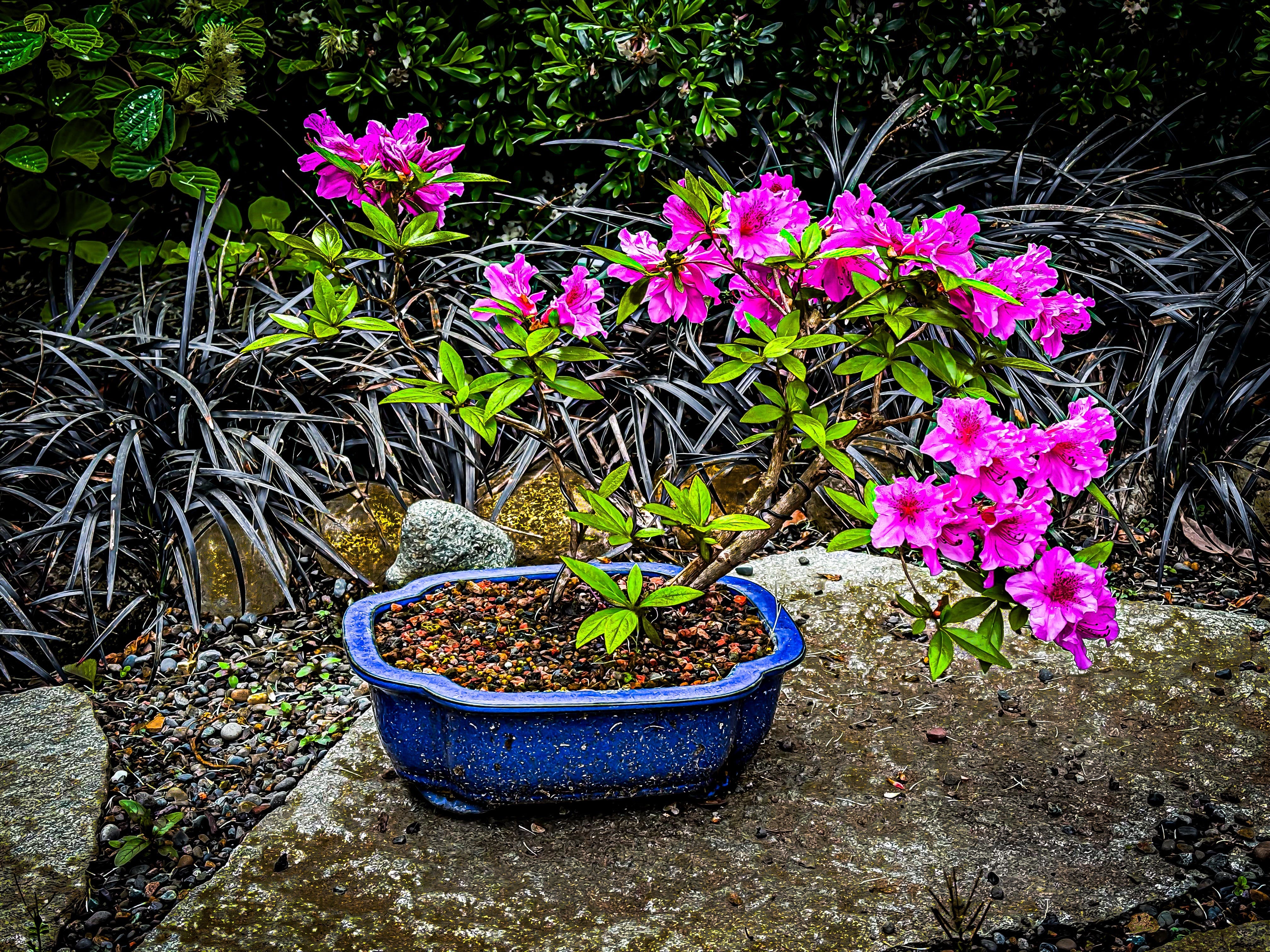 Clematis, Wisteria, Dogwood, and a Bonsai | by William House | Full Frame |  Medium