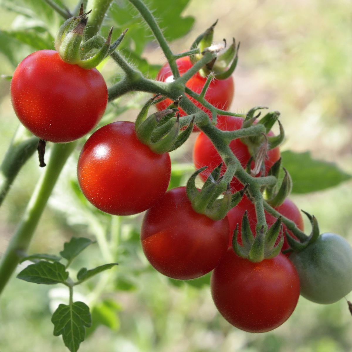 Preventing and Treating Tobacco Mosaic Virus in Tomato Plant Gardens 🍅 |  by Val Garner - 🖋️ Pen name Amber Richards