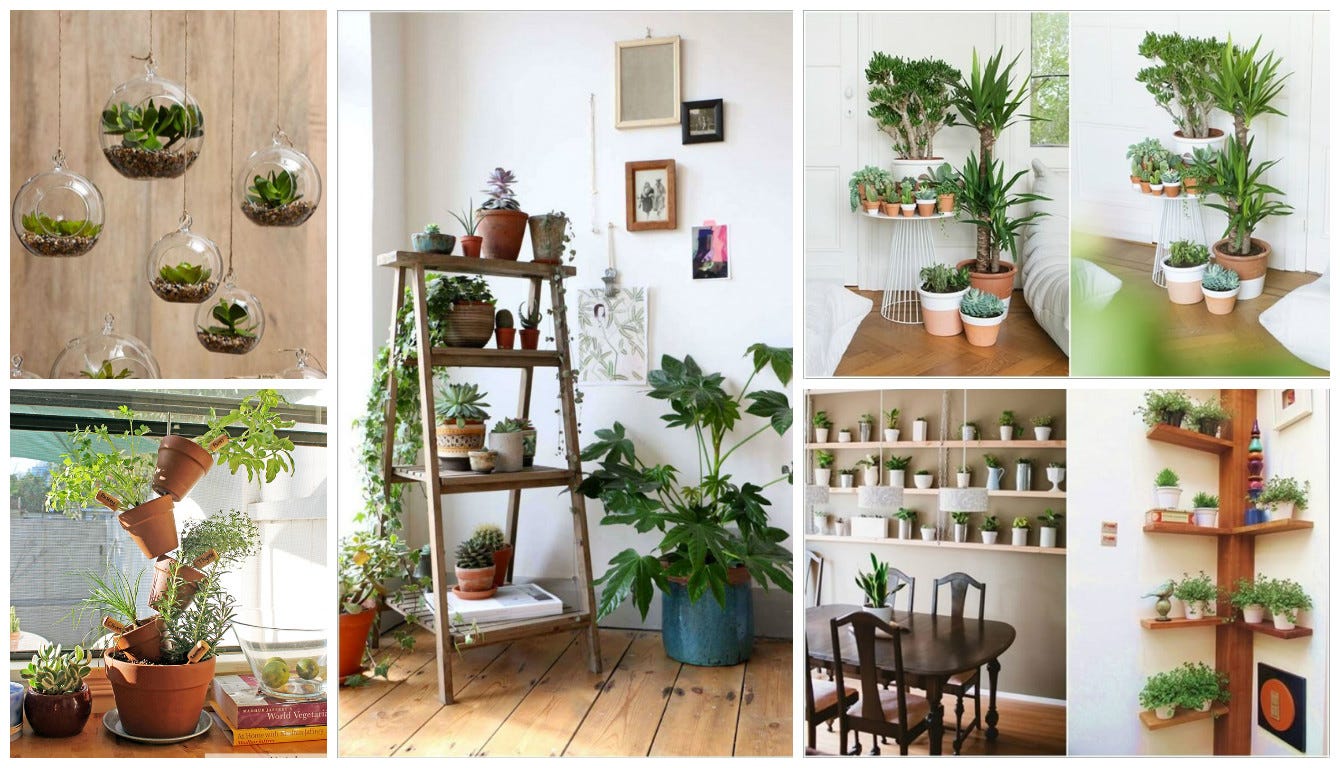 Top 10 Amazing Ideas to Display Your Indoor Plants : Gardening | by samara  sunjay | Medium
