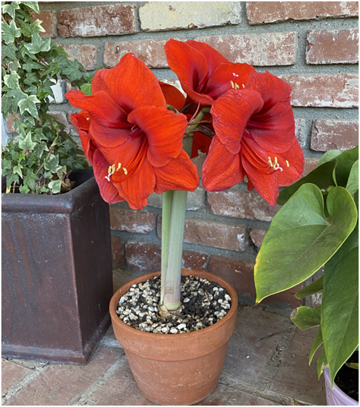 Amaryllis Bulbs, Acers and Aloes. My Gardening Addiction | by Julie  Ringwood | Tea with Mother Nature | Medium