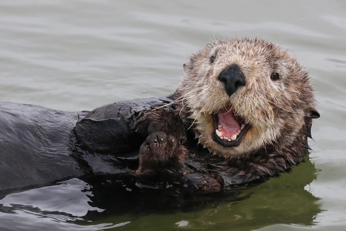 What is the Relationship between Water Clarity And Otter Survival: Vital Insights