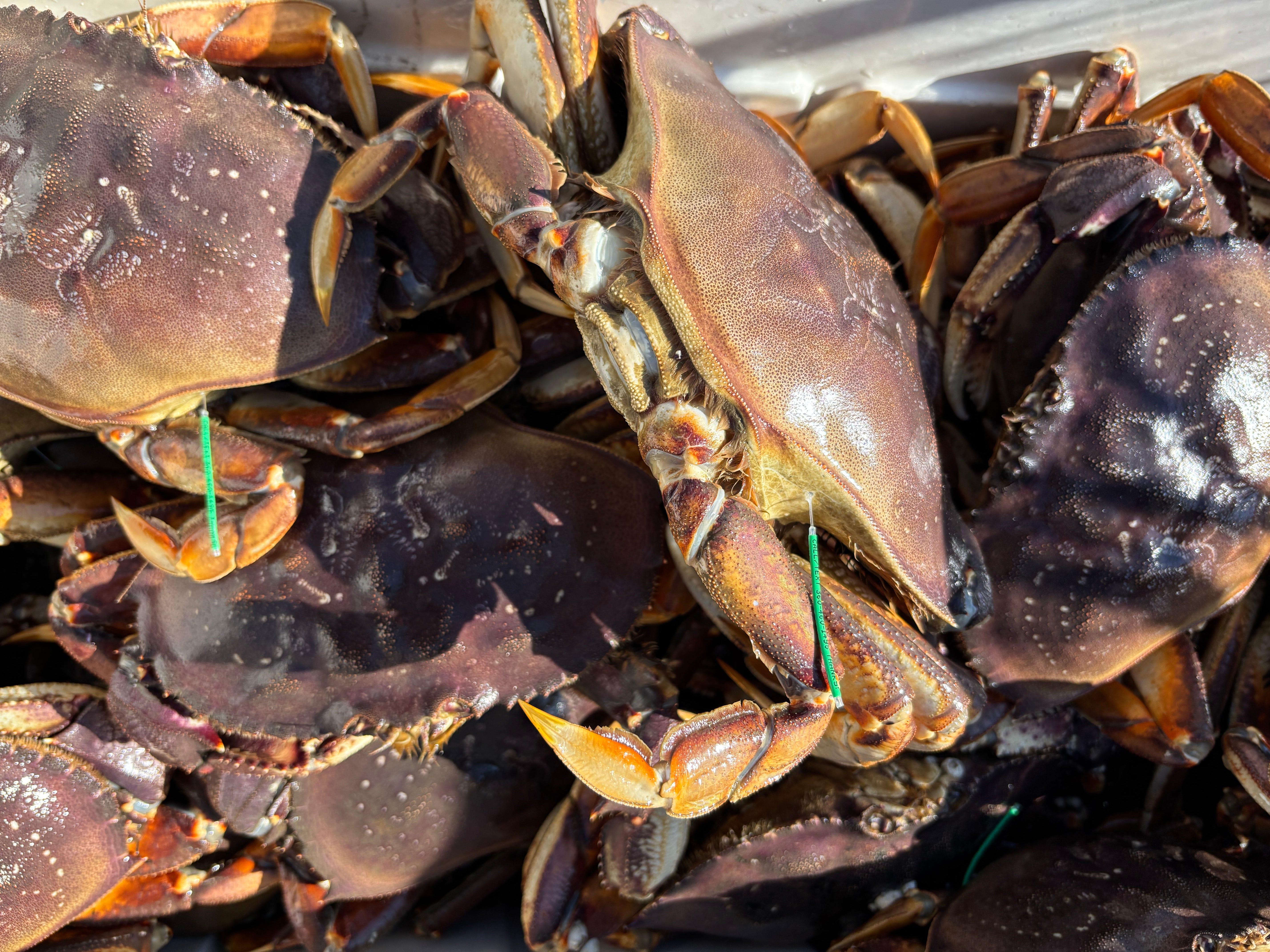 Study explores Dungeness crab movement in central Puget Sound | by The  Washington Department of Fish and Wildlife | Medium
