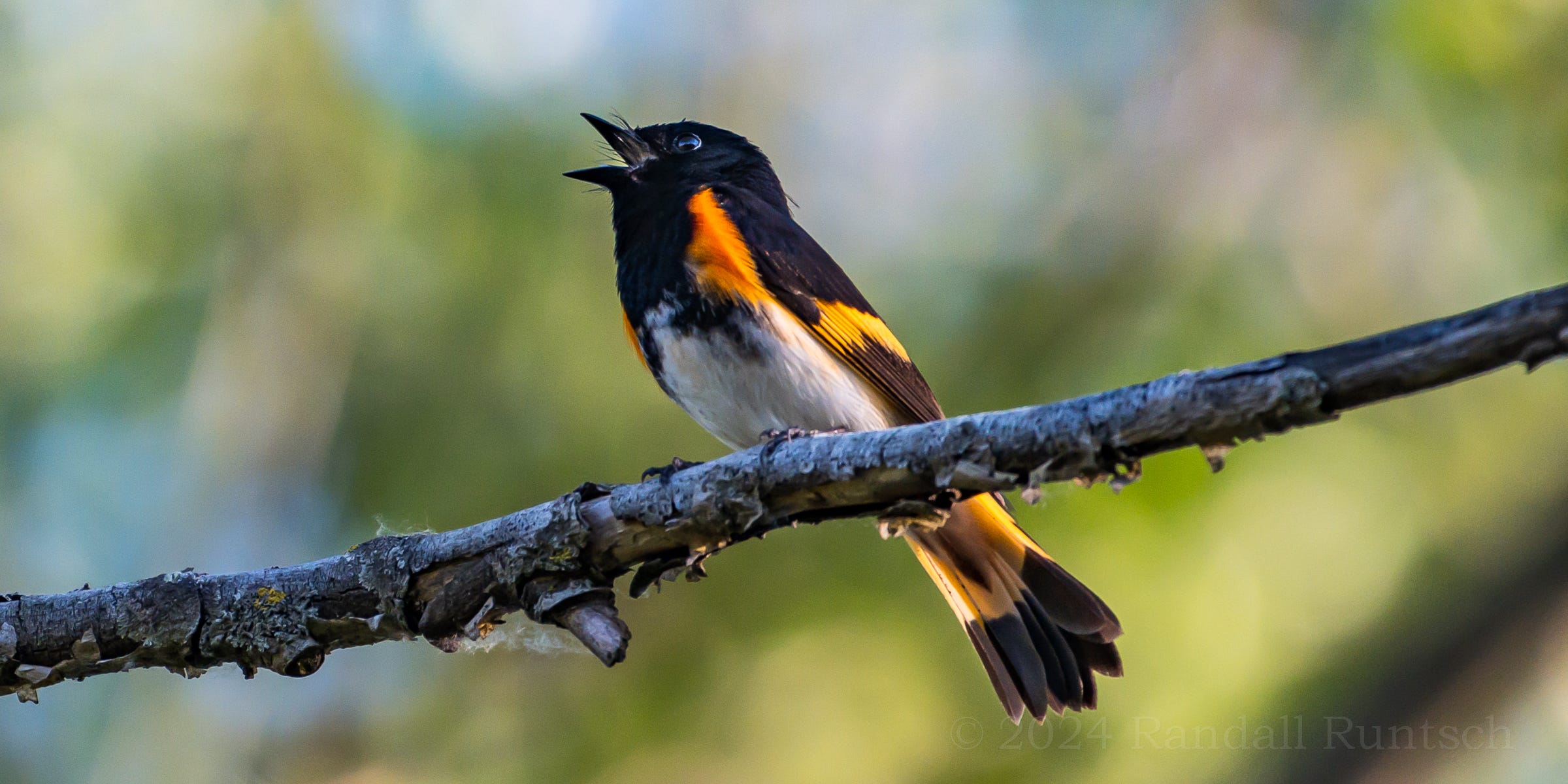 A Bird Perched on a Branch: Stunning Moments in Nature Captured