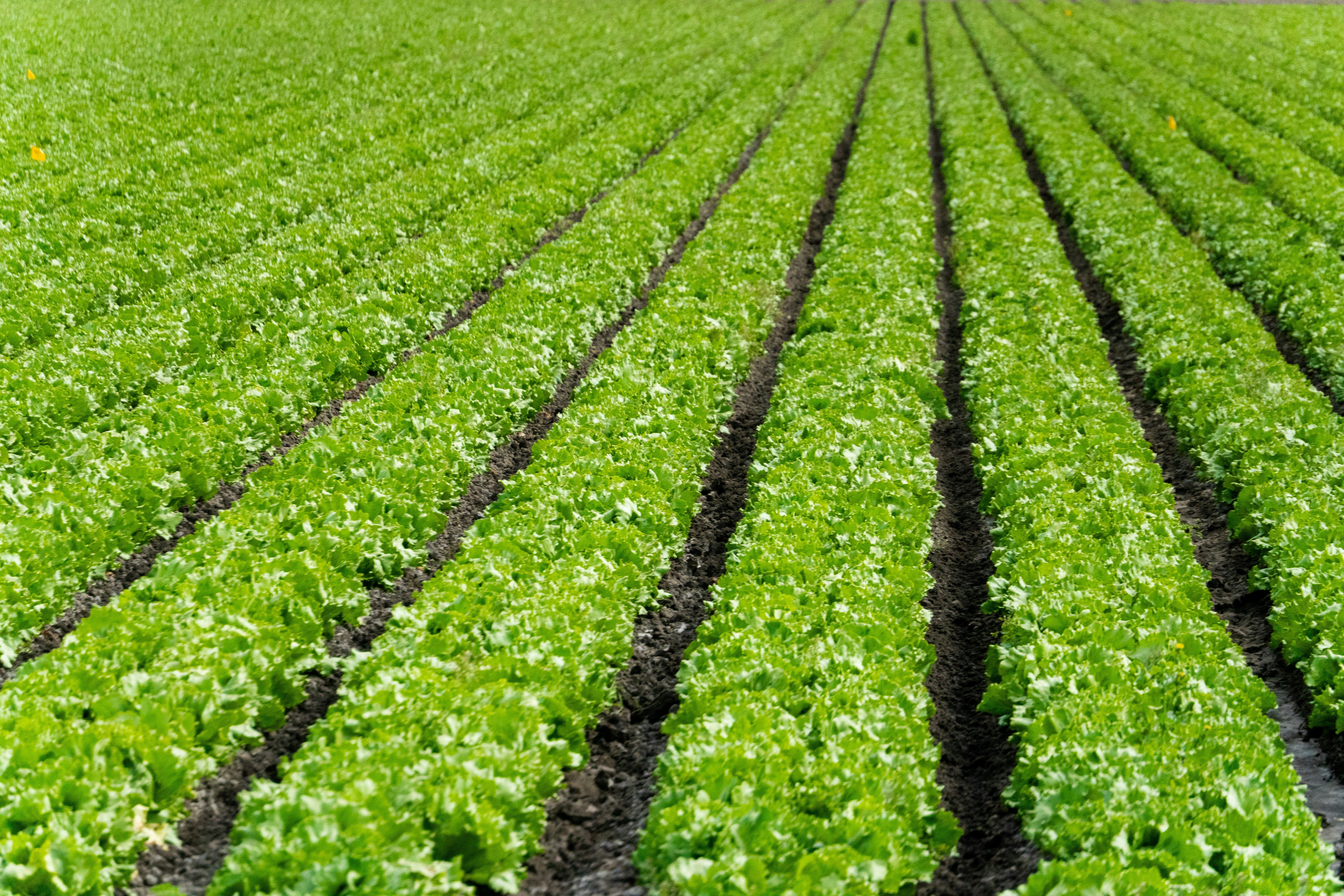 Crops that Keep Producing in all Season. | by Ekwutosichinomso | SOUL  WRITERS | Apr, 2026 | Medium