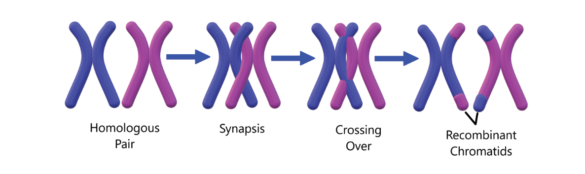 Discus Selective Pairing Techniques: Master Proven Breeding Secrets