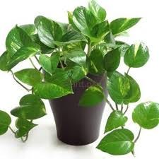 burgundy princess philodendron Philodendron Pink Princess in Trellis