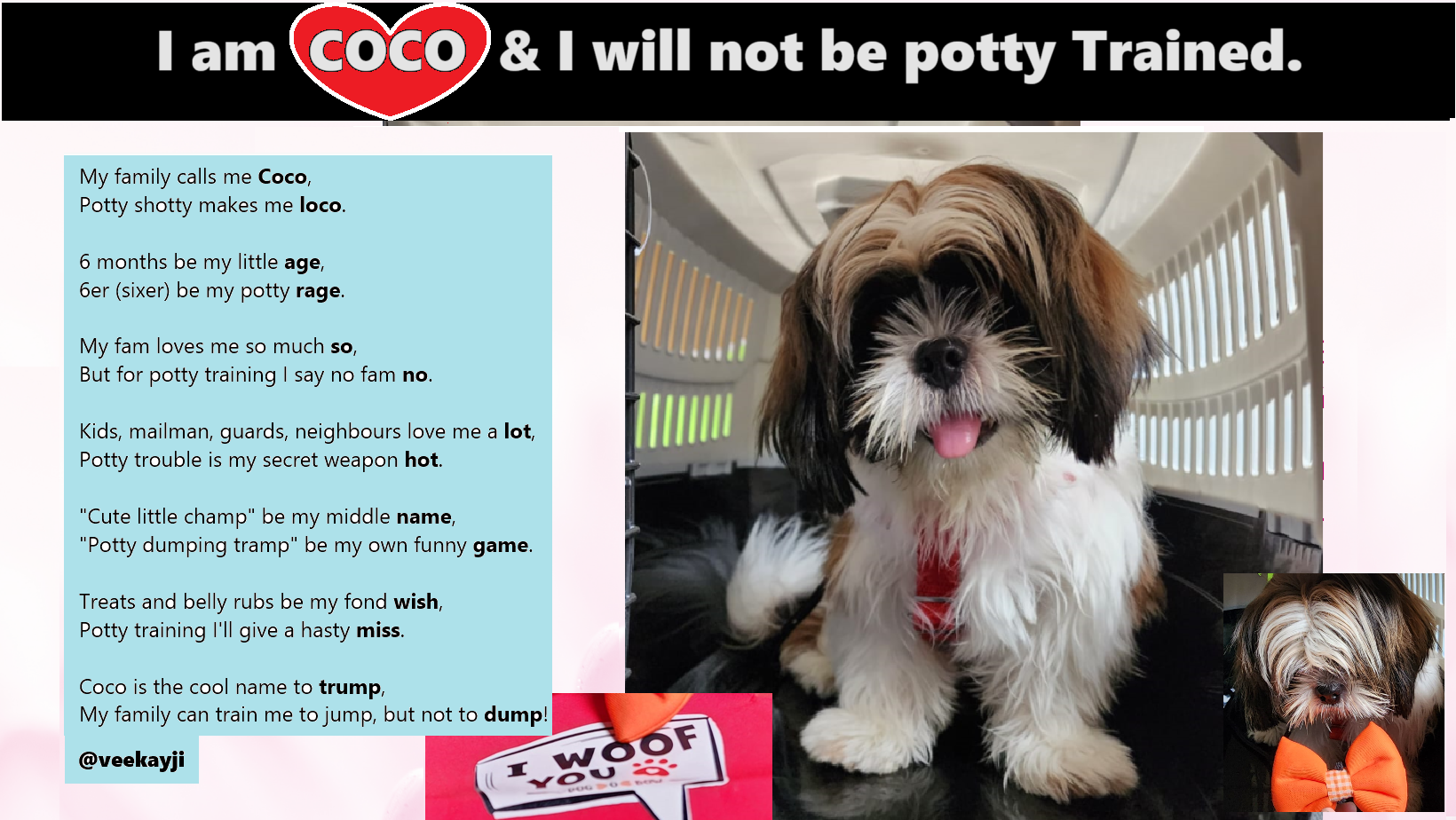 How Long to Potty Train a Dog: Tips for Success