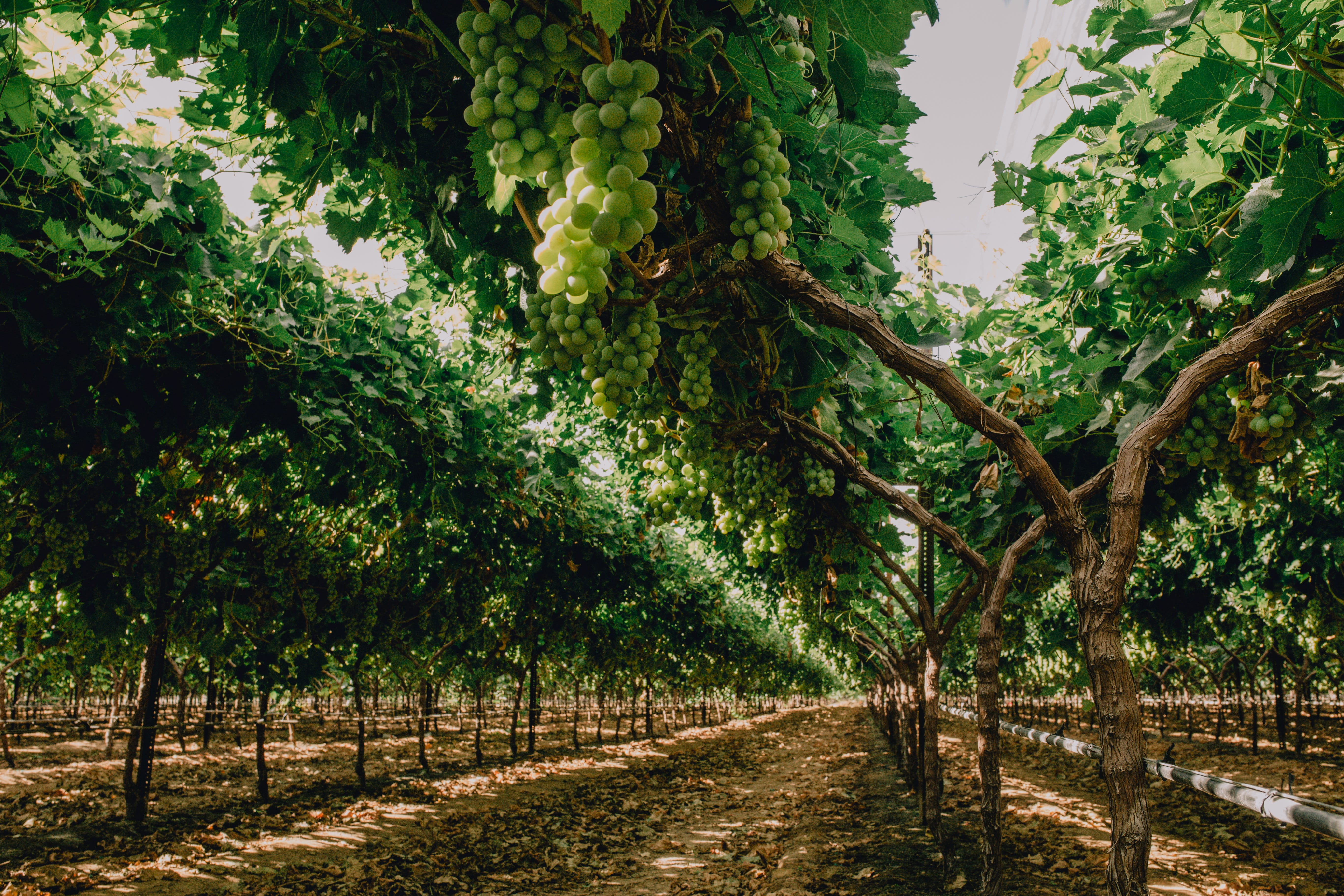 Organic “Candy” Grapes You Won't Believe Exist | by Sebastian