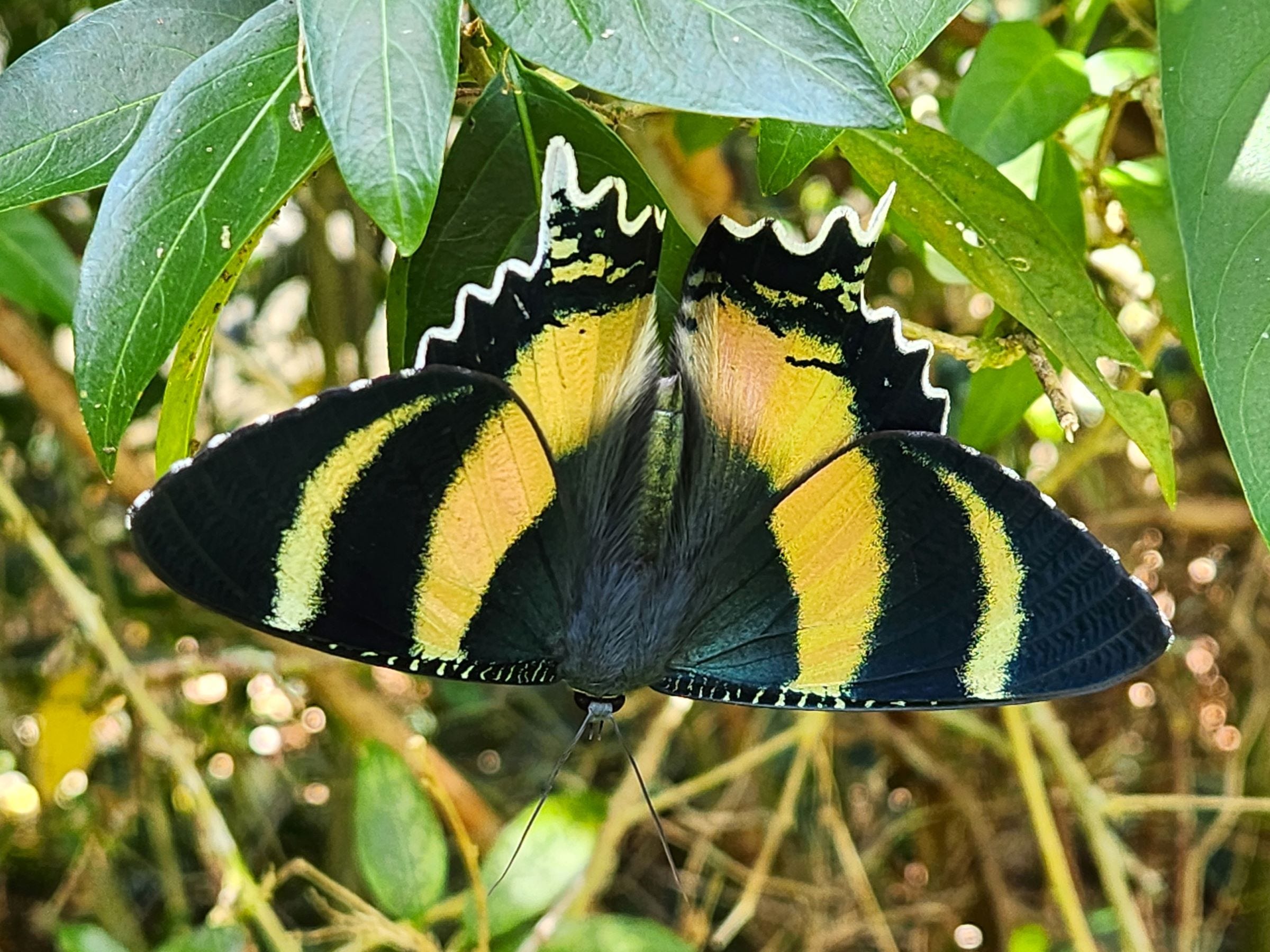 Spring Surprise. A blizzard of iridescence | by Bronwen Scott | Medium