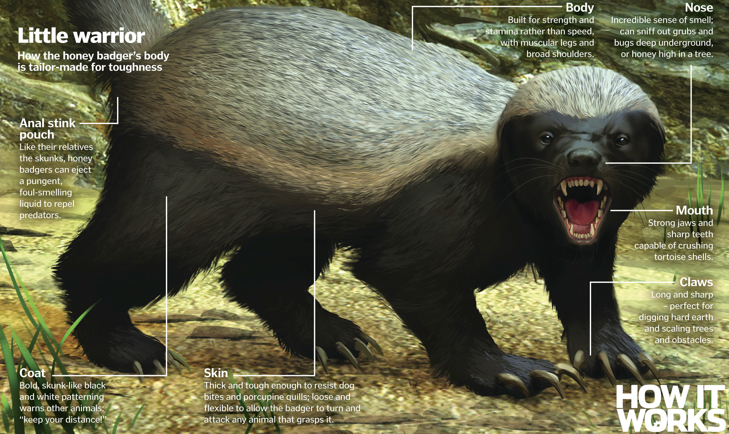 You are a CEO. You are a honey badger. | by Sarah Hodges | Startup Grind | Medium