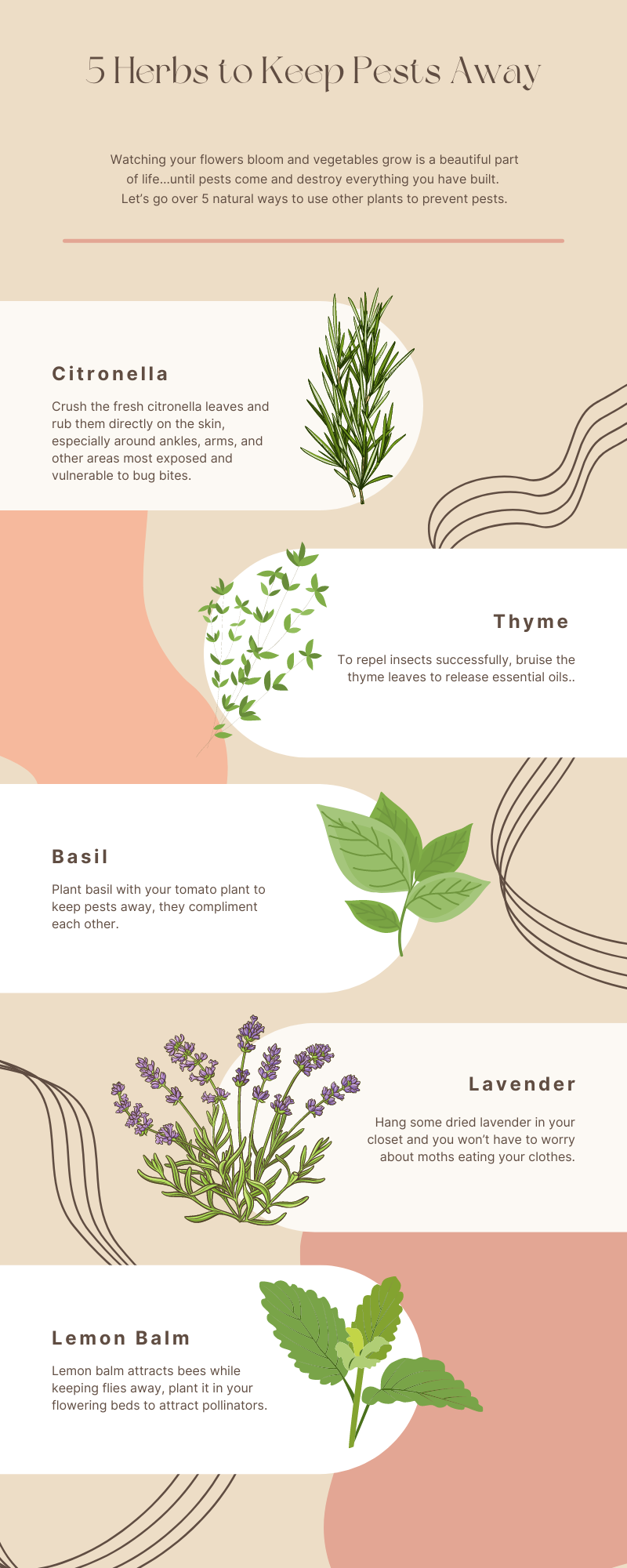 5 Herbs to Keep Pests Away. Watching your flowers bloom and | by Natalie  Daaka | Medium