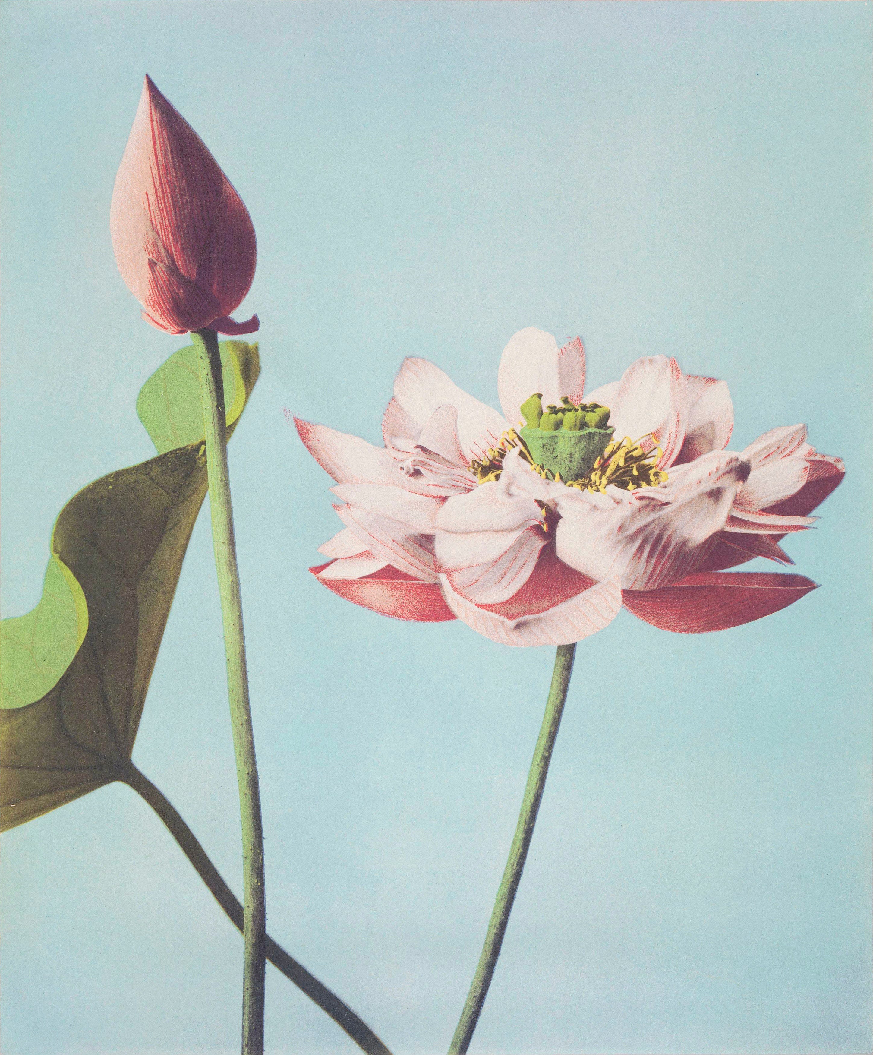 These Images Showcase The Magic Of Hand-Coloring | Tenderly
