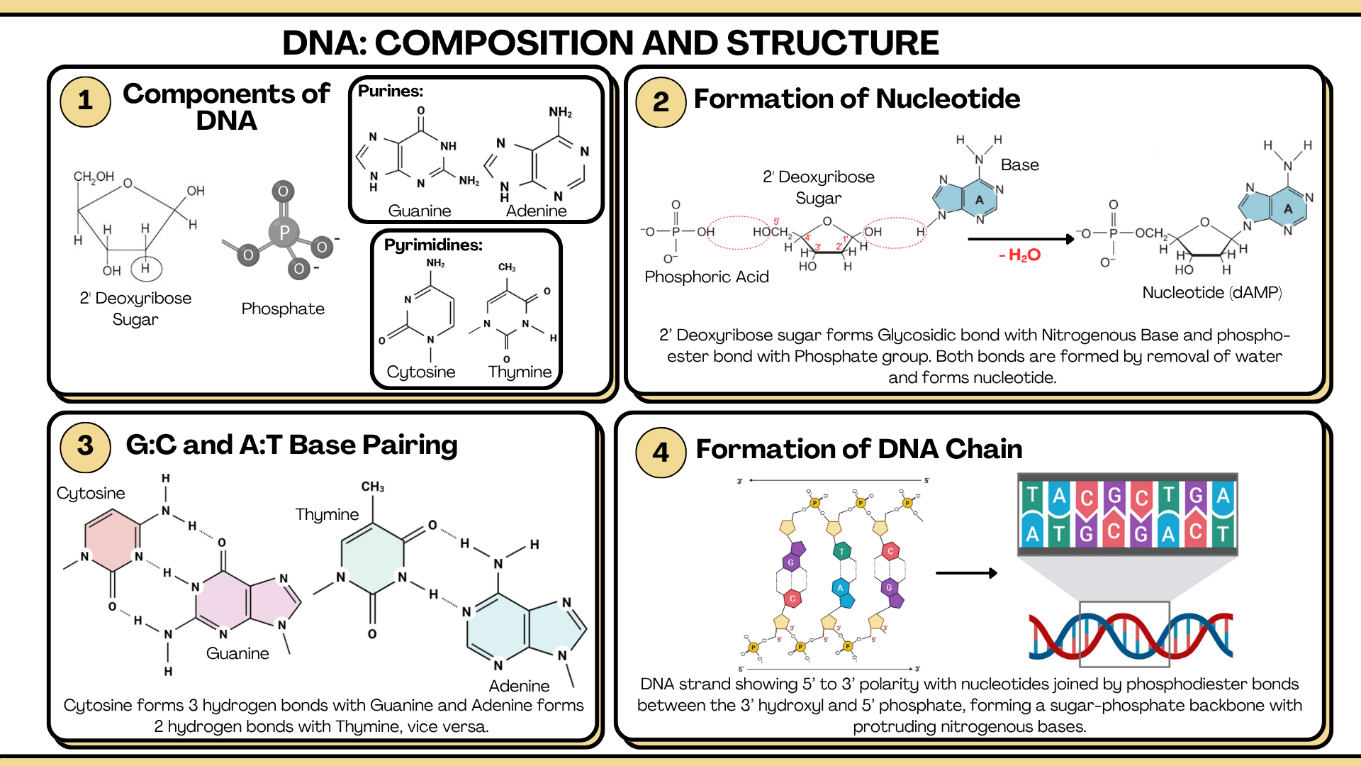 DNA: The Universal Genetic Code and Its Molecular Architecture | by Palak  Paridhi | Medium, image size:1920x1080