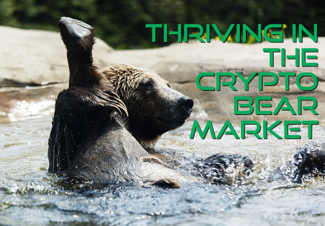 Thriving in the Crypto Bear Market | by D.L. White | Coinmonks | Medium