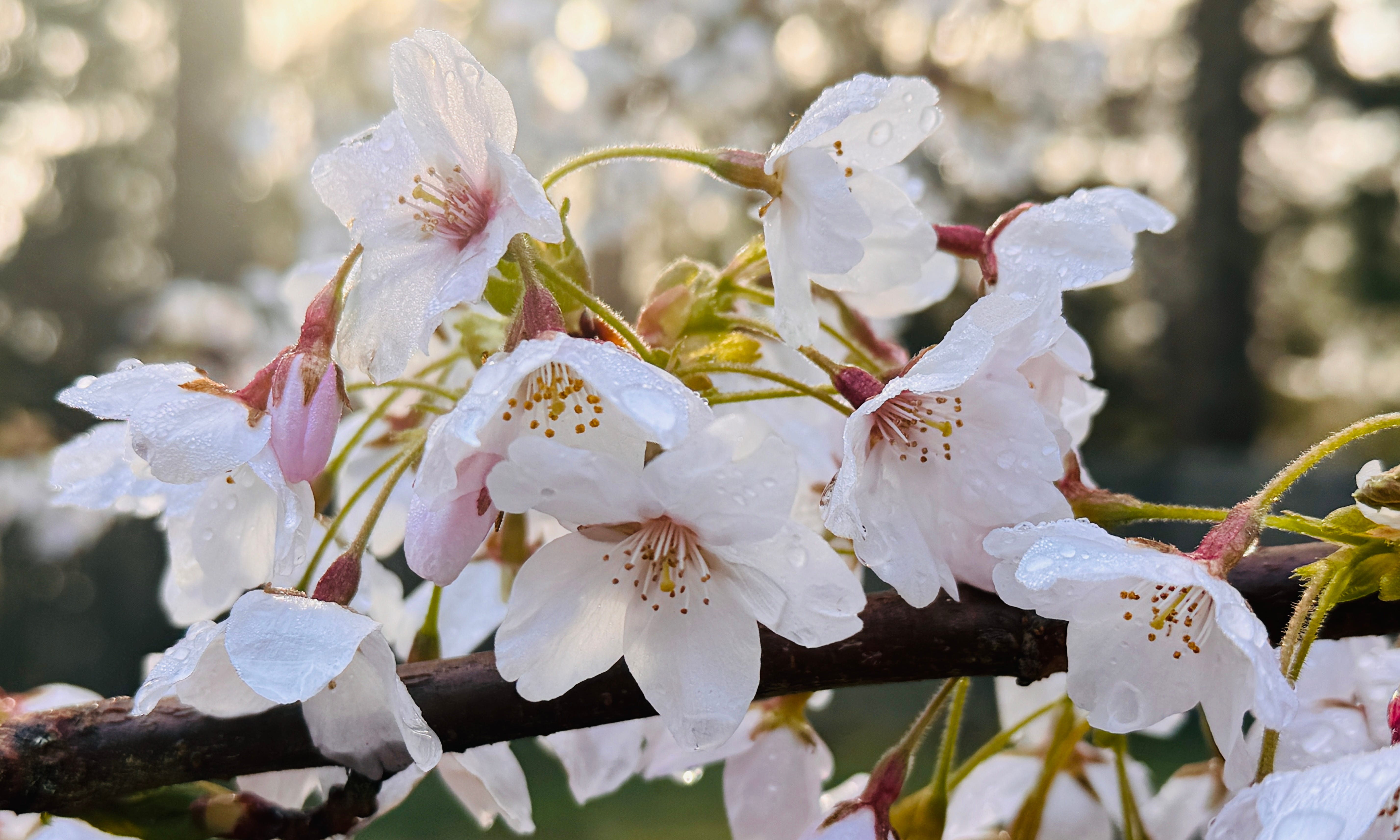 cherry blossom※プロフ確認 You Don't Need a DSLR to Shoot Stunning Cherry Blossom Macros | by