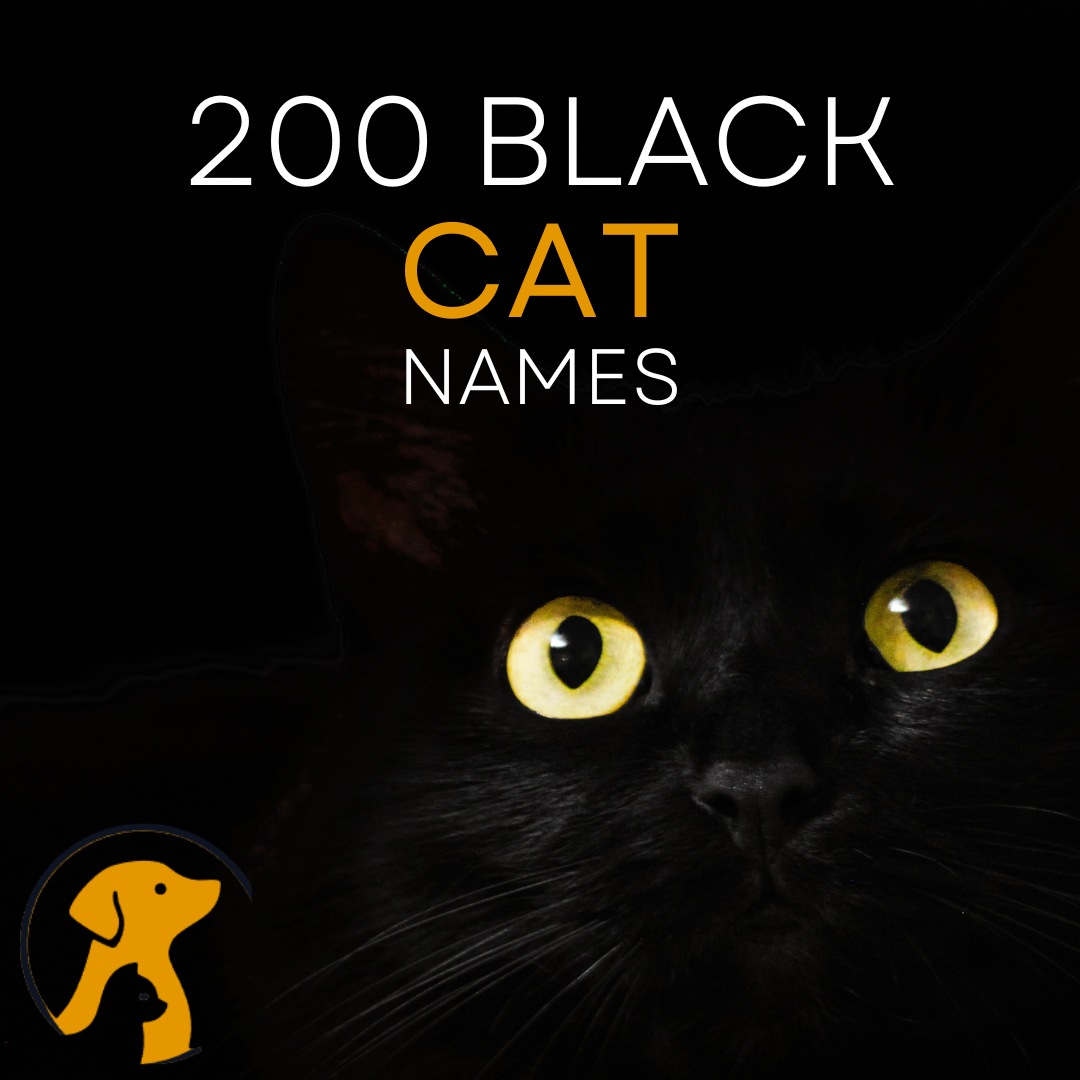 spooky-black-cat-names
