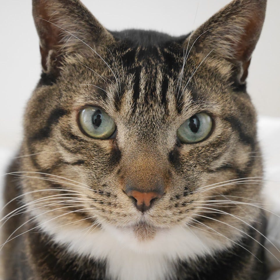 Rescue Story of Grey Cat Lag Scary Eyes: Heartwarming Survival Tale