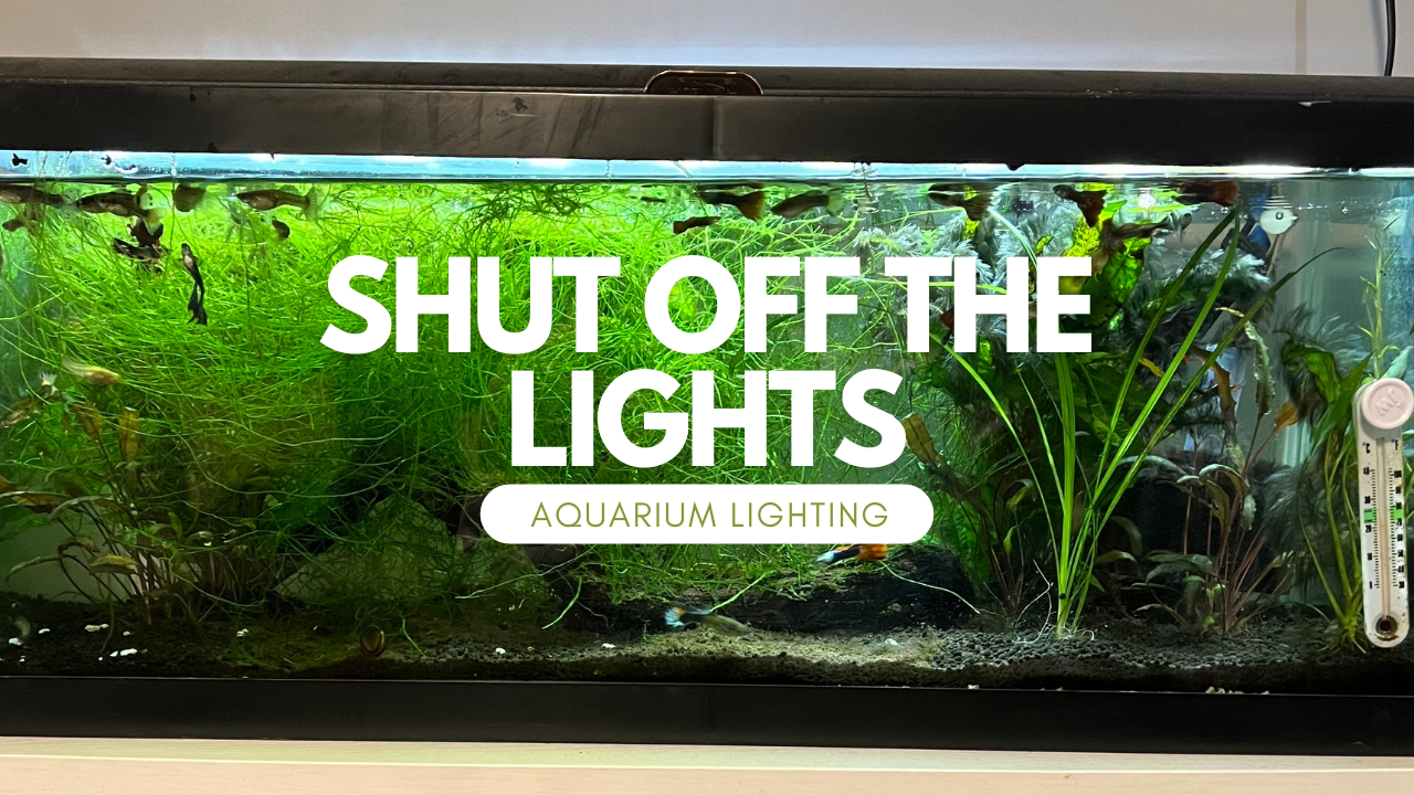 Aquarium Led Lighting Lifespan: Maximize Brightness & Durability