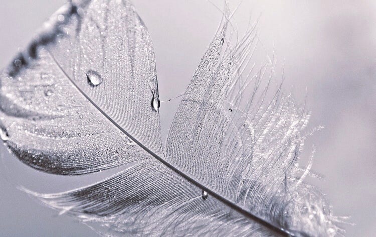 What Does a Bird Feather Symbolize Spiritually: Unlocking Divine Meaning