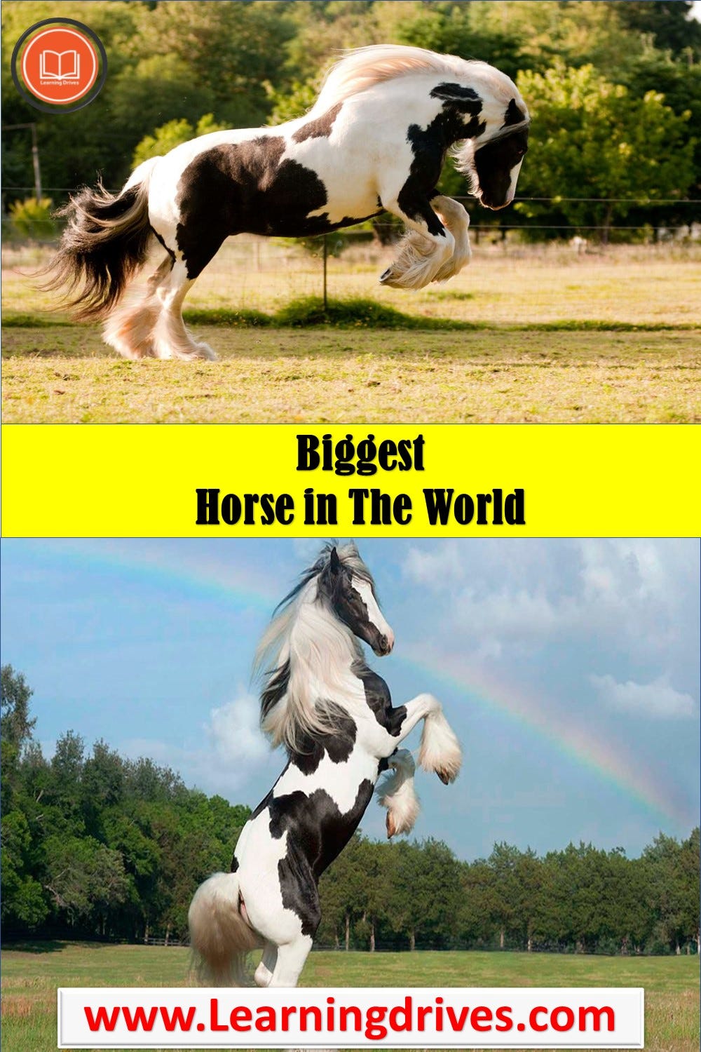 Biggest Horse in The World — Learning Drives.What is the Biggest Horse in  History? | by Book Info Master | Medium, image size:1000x1500