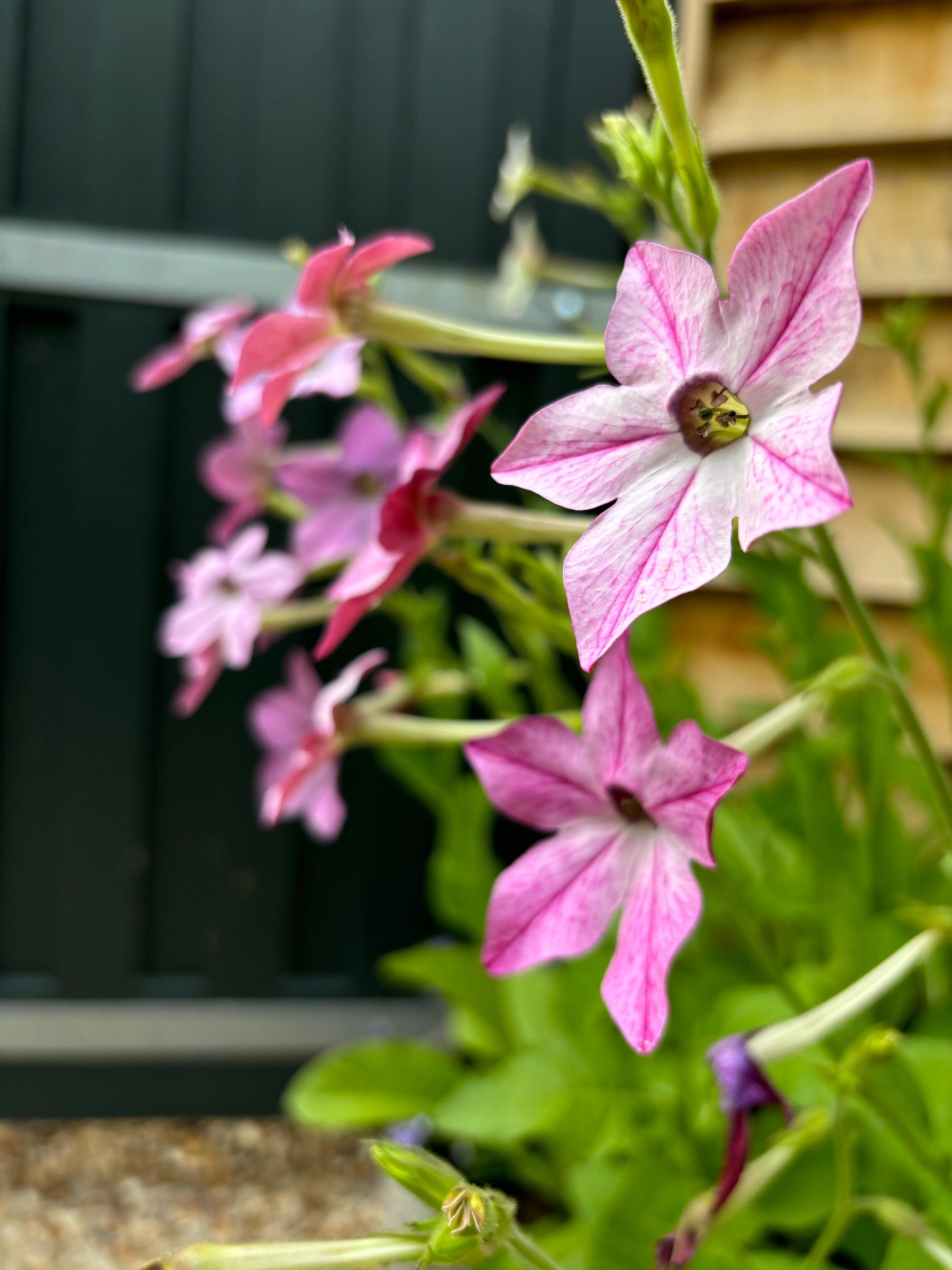 Nicotiana for Fragrant Summer Evenings | by Ivy Shepherd