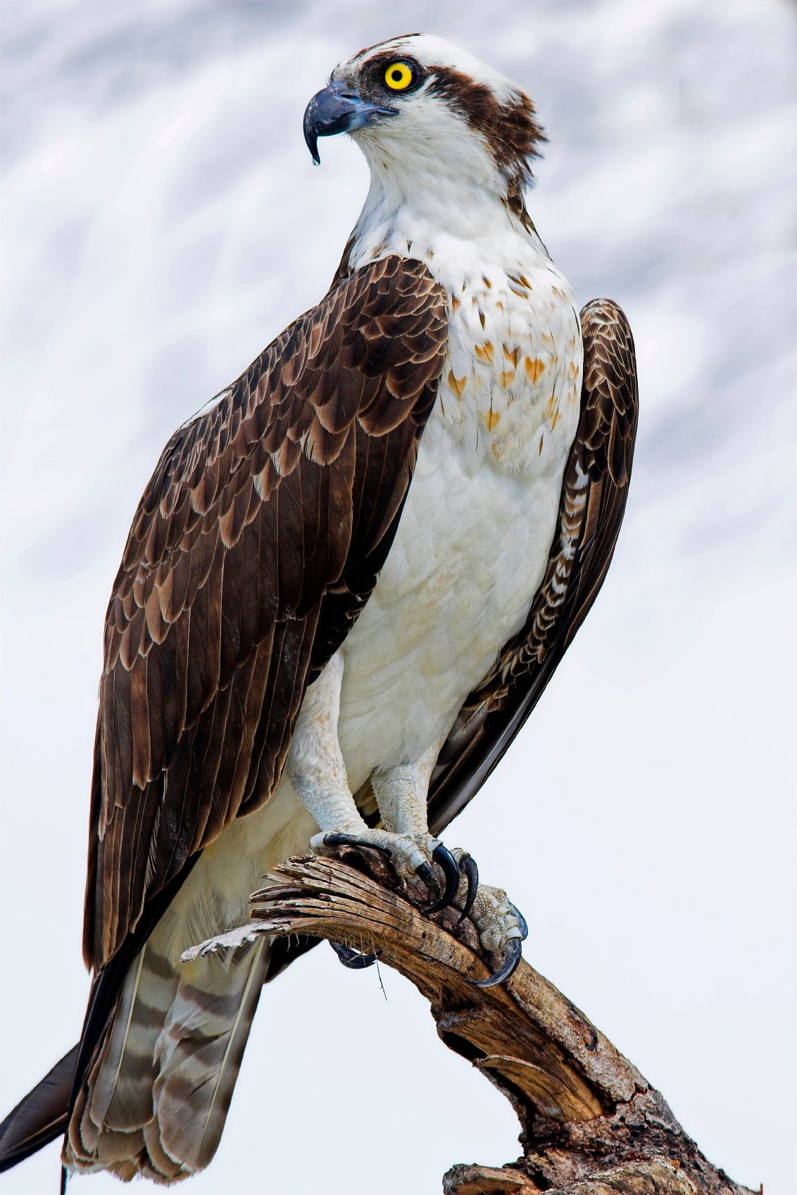 Ospreys: The Real Sea Hawks. Here in Southwest Florida, it is not… | by  ConservancyEducation | Environmental Education | Medium, image size:1132x1696