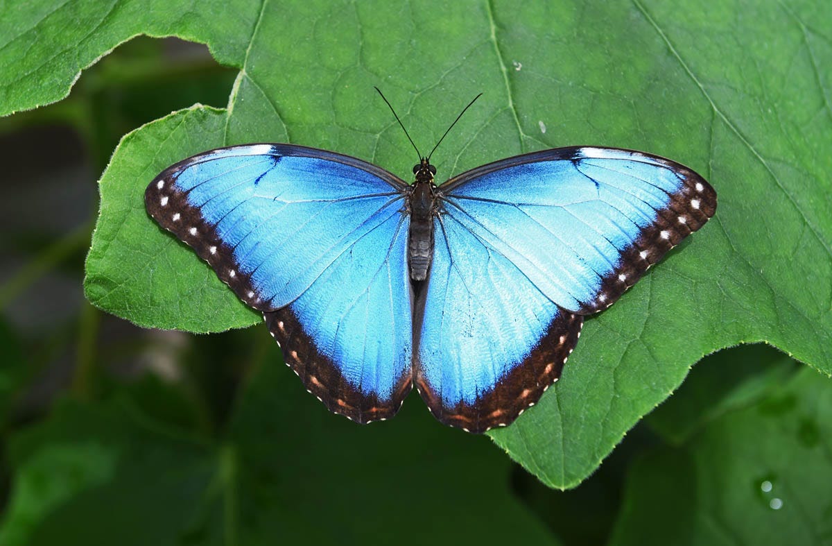 The Butterfly Effect: The Importance of Conservation and Habitat  Restoration | by John Wu | Medium, image size:1200x787