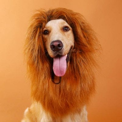 Lion Mane for Dog. Golden Retriever Halloween Costume Idea | by Lester | pet guide | Medium Lion Mane for Dog. Golden Retriever Halloween Costume Idea | by Lester | pet guide | Medium