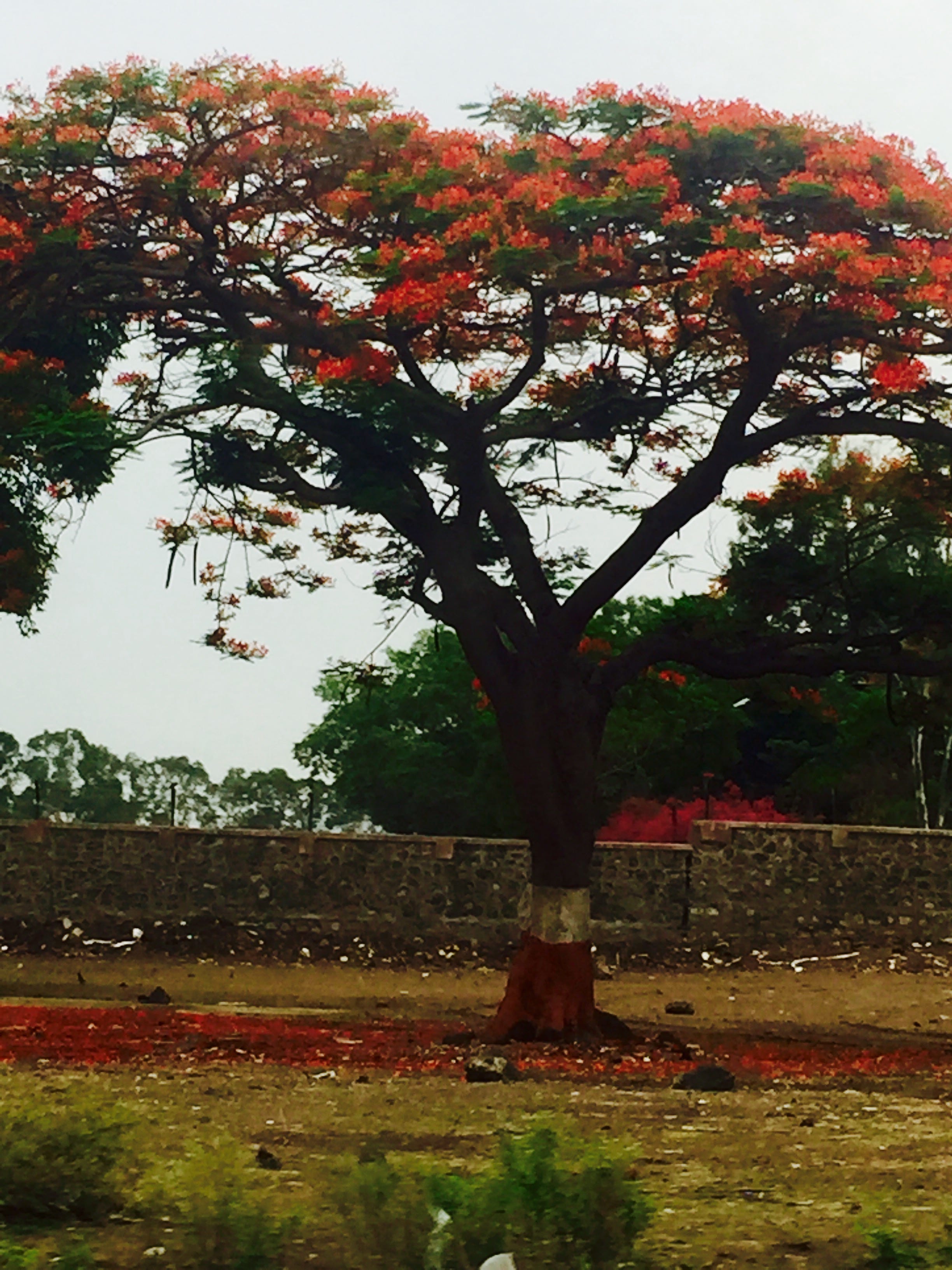 The lone Gulmohar tree. In India, come summers and you see the | by Asha  Panicker | Medium