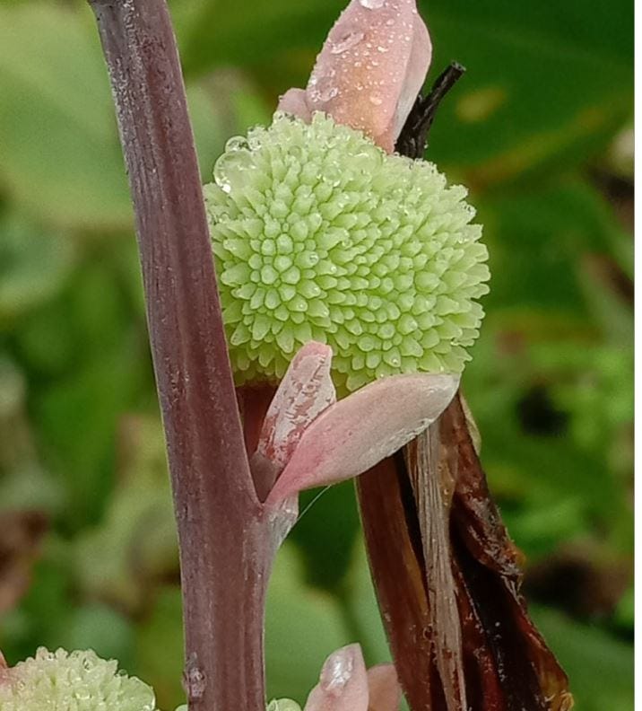 Bored of Potatoes, Try Edible Canna Indica - The Daily Cuppa - Medium